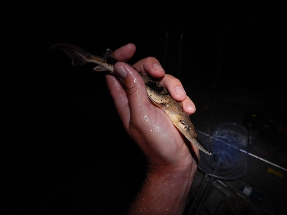 A closeup of a juvenile lake sturgeon being held in one hand.